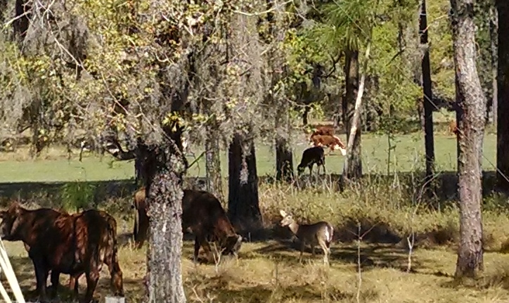 Deer with Cows Apr 2014